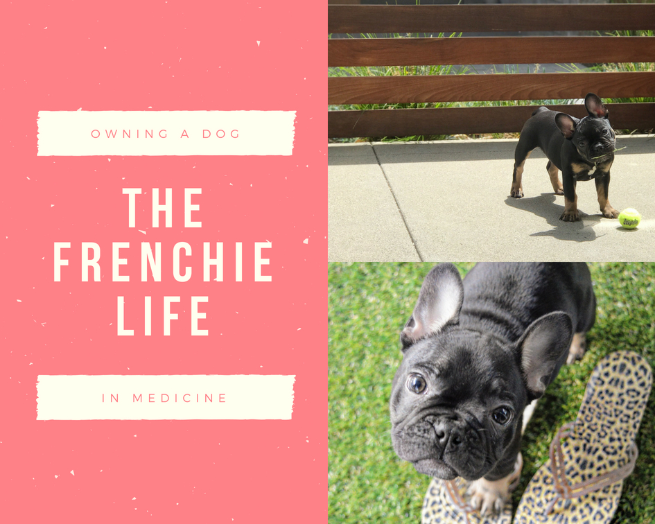 owning a frenchie