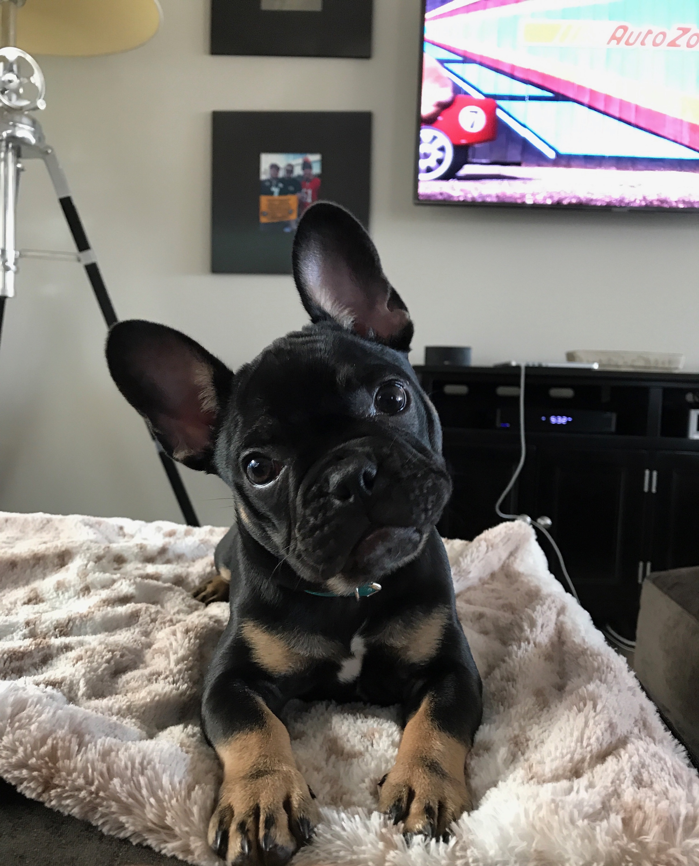 4 month old french bulldog